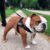 0_BULLHUG Harness – Made for Larger Chested Dogs Like English Bulldogs, French Bulldogs, Pugs & More. Stops Dogs from Pulling & Choking on Walks (Black, Medium)